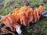 Ramaria cyaneigranosa image