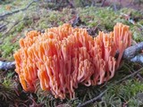 Ramaria cyaneigranosa image