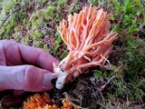 Ramaria cyaneigranosa image