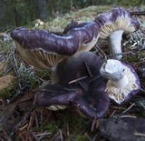 Russula placita image