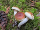 Hygrophorus bakerensis image