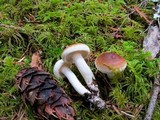 Hygrophorus bakerensis image