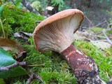 Tapinella atrotomentosa image