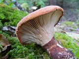 Tapinella atrotomentosa image