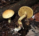 Suillus acidus image