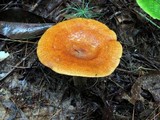 Lactarius peckii image