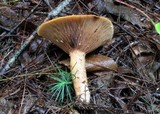 Lactarius peckii image