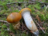 Tricholoma focale image
