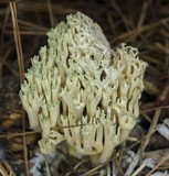Ramaria apiculata image