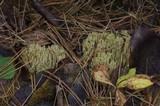 Ramaria apiculata image