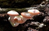 Armillaria gallica image