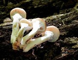 Armillaria gallica image
