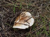Suillus bellinii image