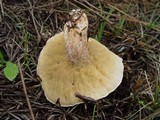 Suillus bellinii image