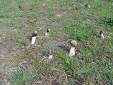Phallus hadriani image
