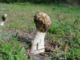 Phallus hadriani image
