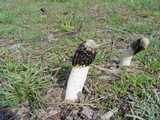 Phallus hadriani image