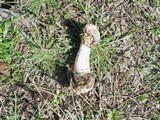 Phallus hadriani image