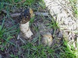 Phallus hadriani image