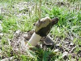 Phallus hadriani image