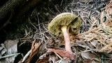 Boletus chrysenteron image