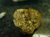 Lactarius luteolus image