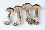 Leccinum variicolor image