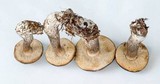 Leccinum variicolor image