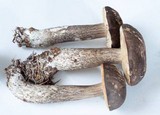 Leccinum variicolor image