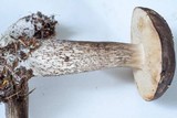 Leccinum variicolor image