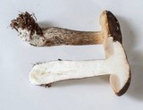 Leccinum variicolor image