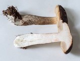 Leccinum variicolor image