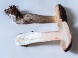 Leccinum variicolor image