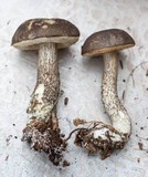 Leccinum variicolor image