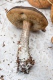 Leccinum variicolor image