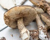 Leccinum variicolor image