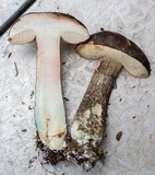 Leccinum variicolor image