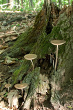 Oudemansiella furfuracea image