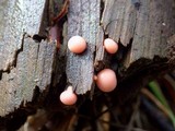 Lycogala epidendrum image