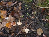 Hebeloma mesophaeum image