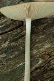 Oudemansiella furfuracea image