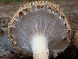 Echinoderma asperum image