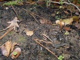 Coltricia perennis image