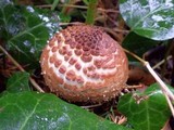 Echinoderma asperum image