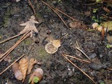 Coltricia perennis image