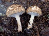 Echinoderma asperum image