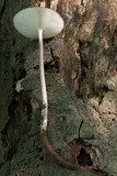 Oudemansiella furfuracea image