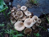Armillaria gallica image