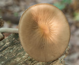 Oudemansiella furfuracea image