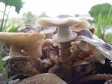 Armillaria gallica image